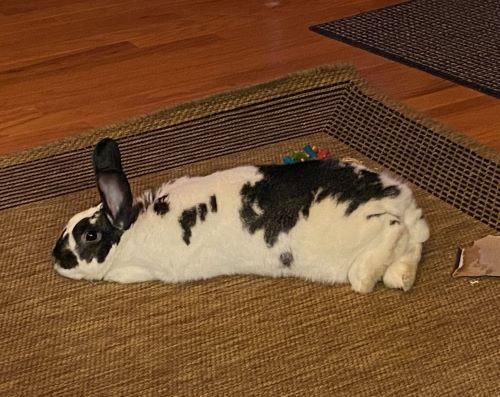 The Cooling's pet rabbit, Mitzi